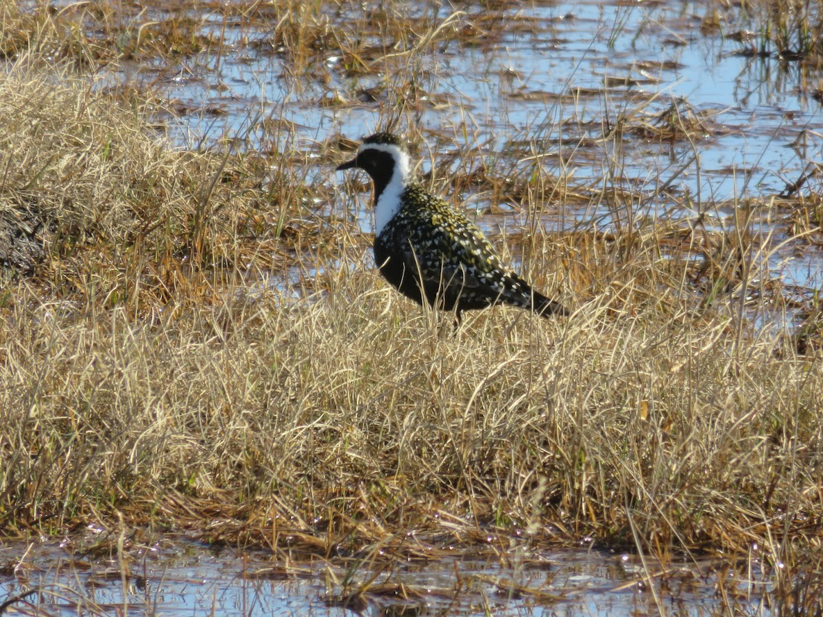 American Golden-Plover - Leon Hickok