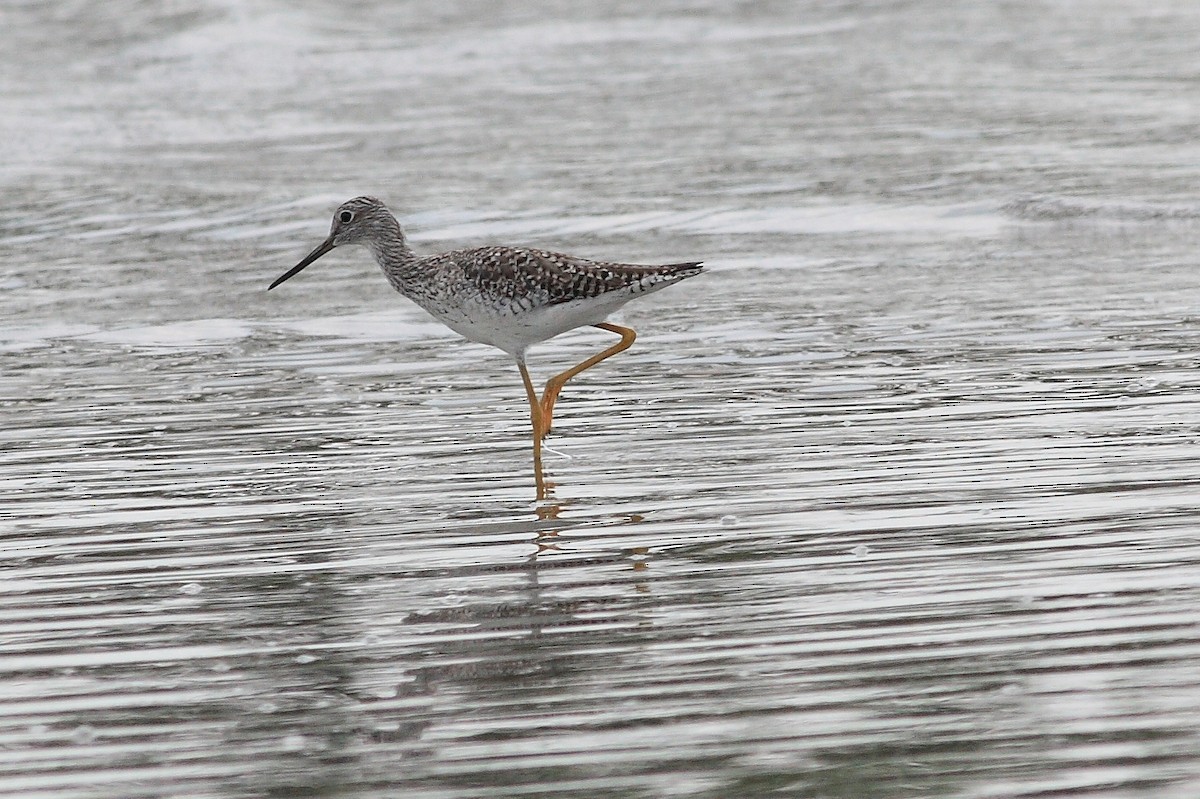 Greater Yellowlegs - ML166164421