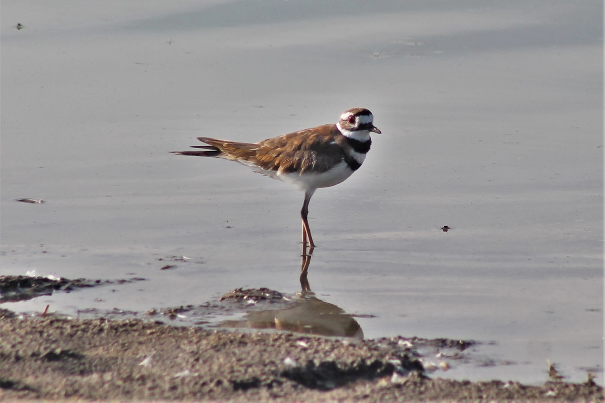 Killdeer - Greg Laverty