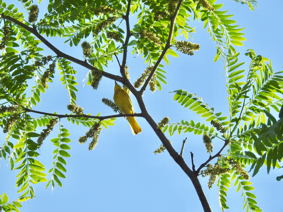 Yellow Warbler - ML166170571