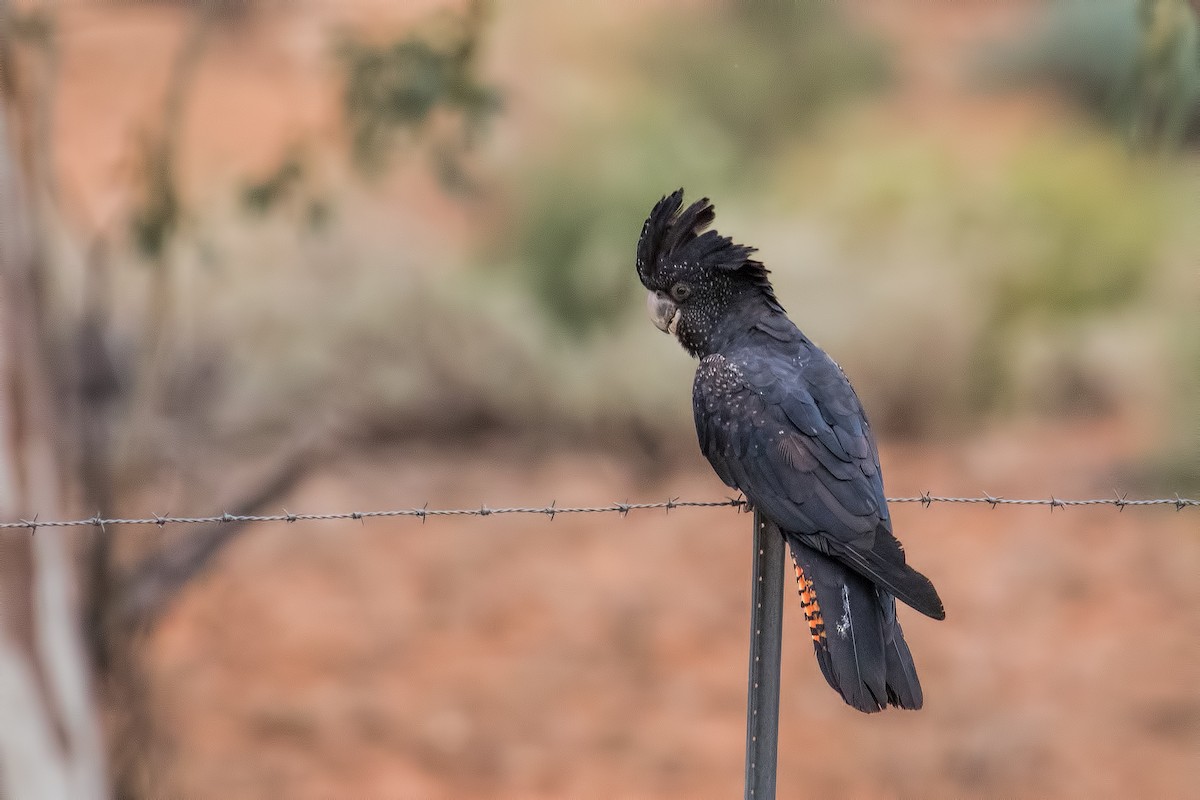 Red-tailed Black-Cockatoo - ML166171341