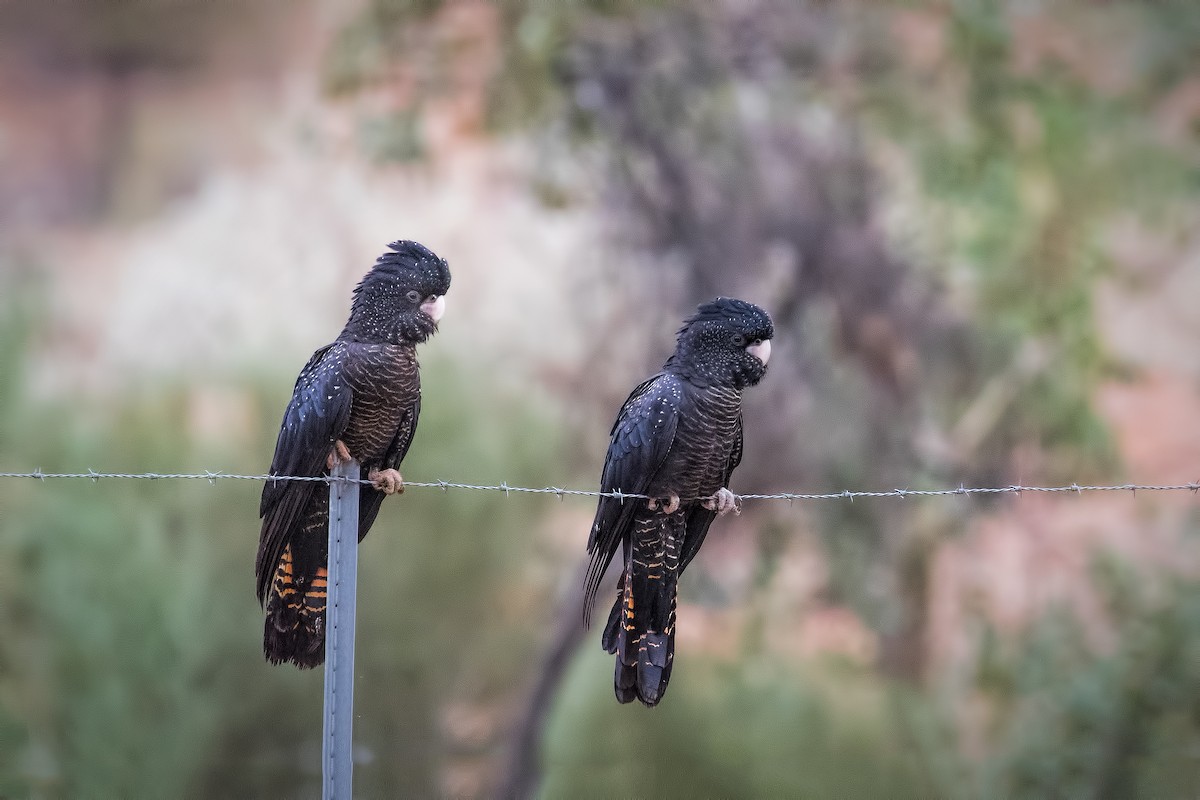 Red-tailed Black-Cockatoo - ML166171371