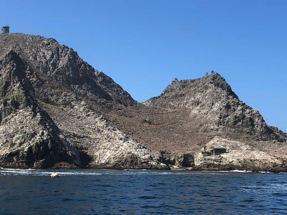 Common Murre - ML166173261