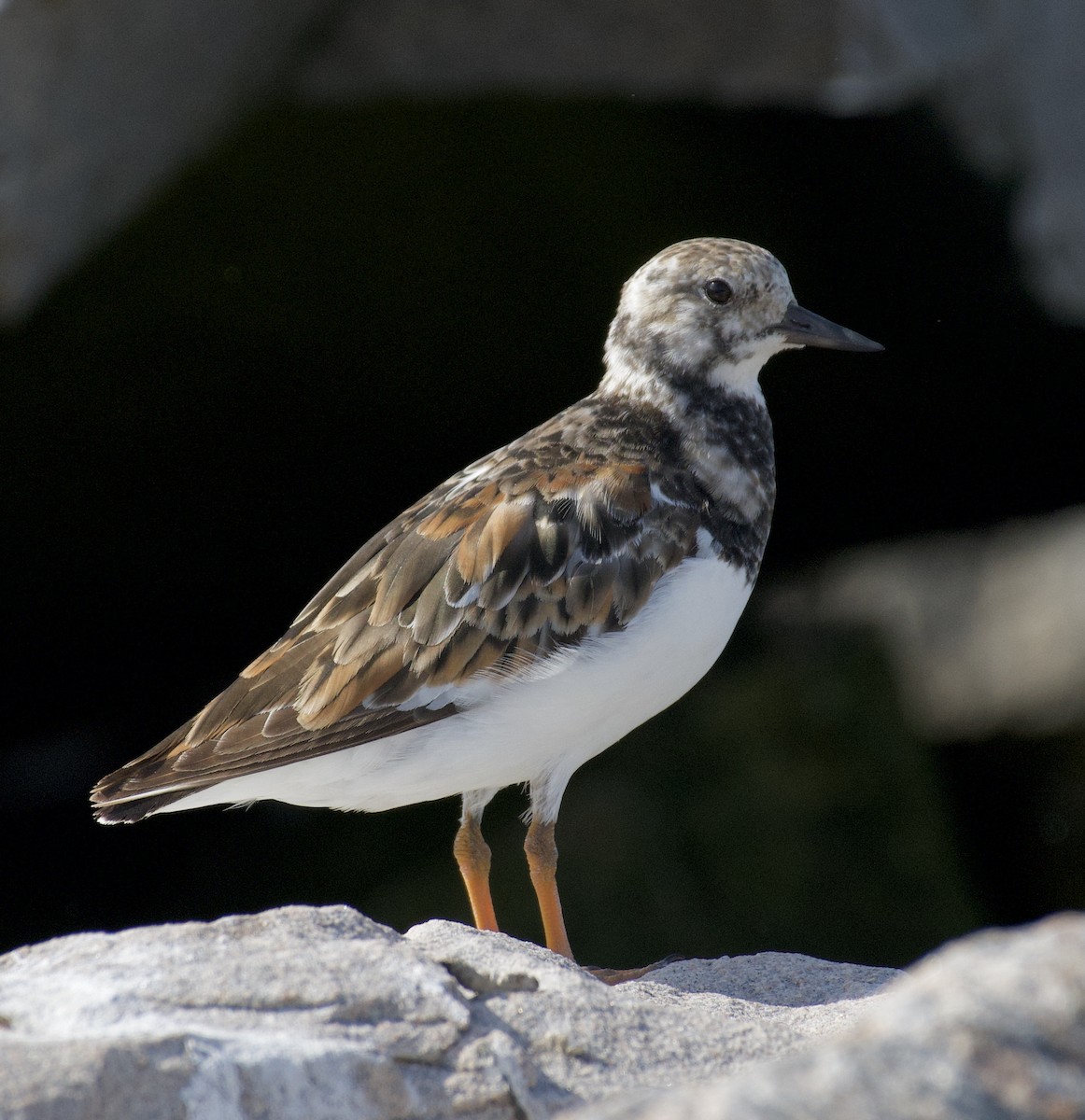 Ruddy Turnstone - Linda Ankerstjerne Olsen