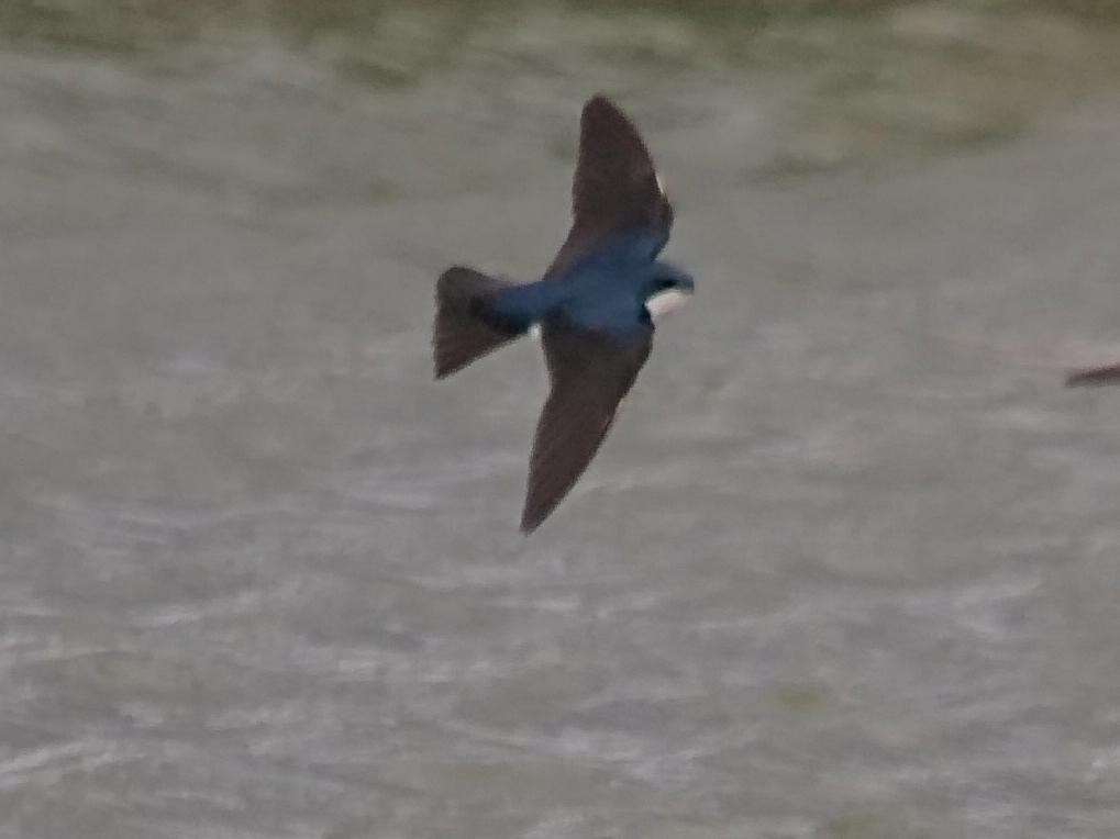 Golondrina Bicolor - ML166175171