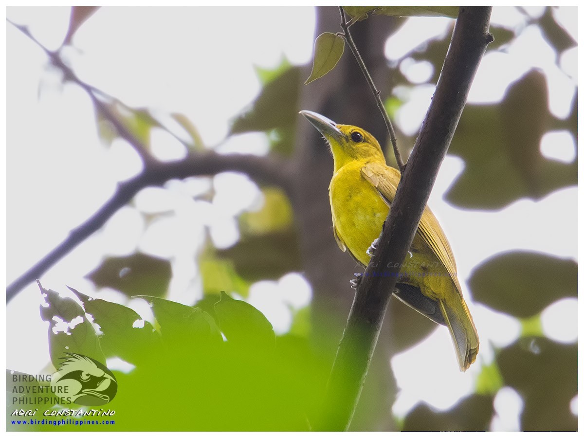 Isabela Oriole - Adrian Constantino / Birding Philippines
