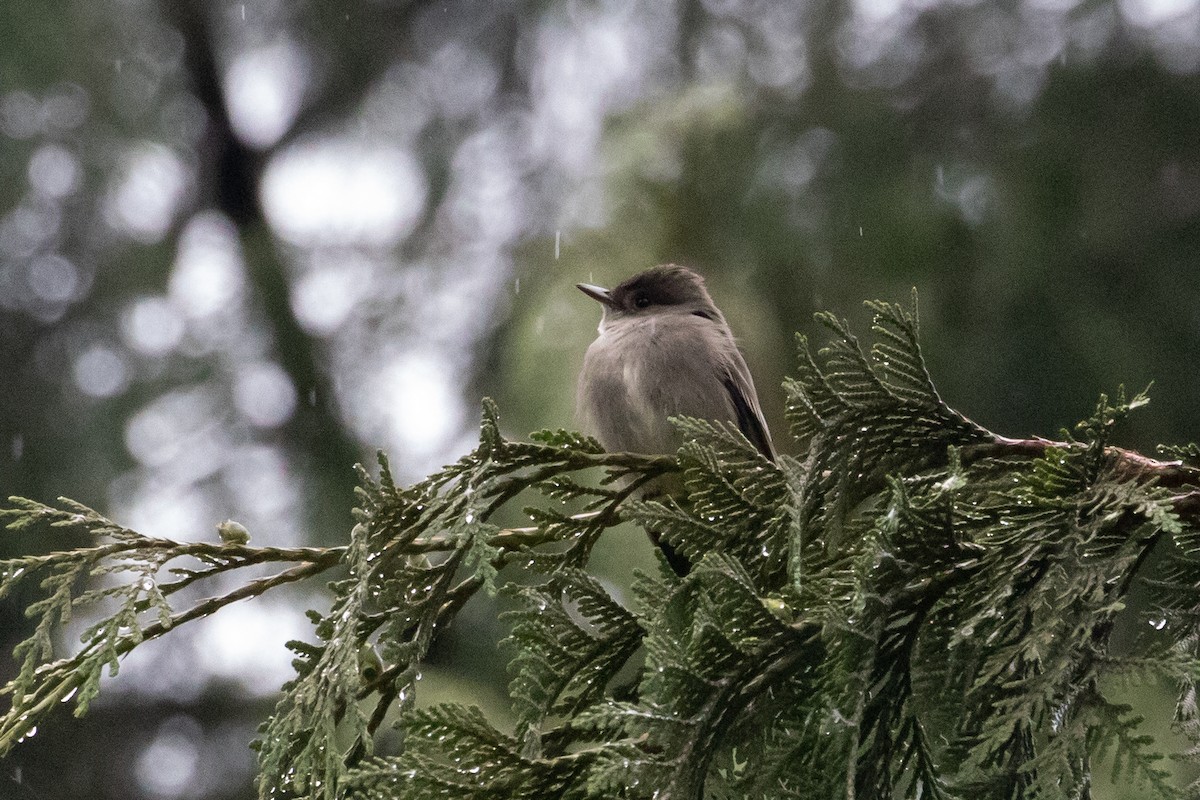 Blasskehl-Schnäppertyrann - ML166177901