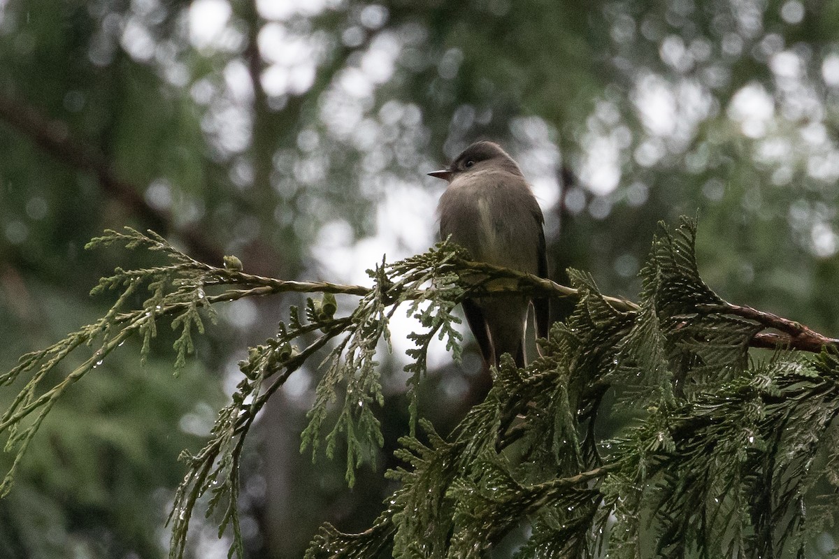 Western Wood-Pewee - ML166177911