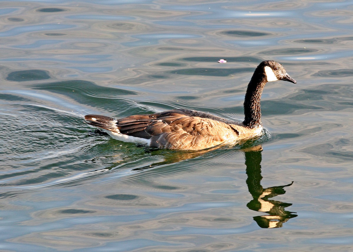 Canada Goose - Noreen Baker