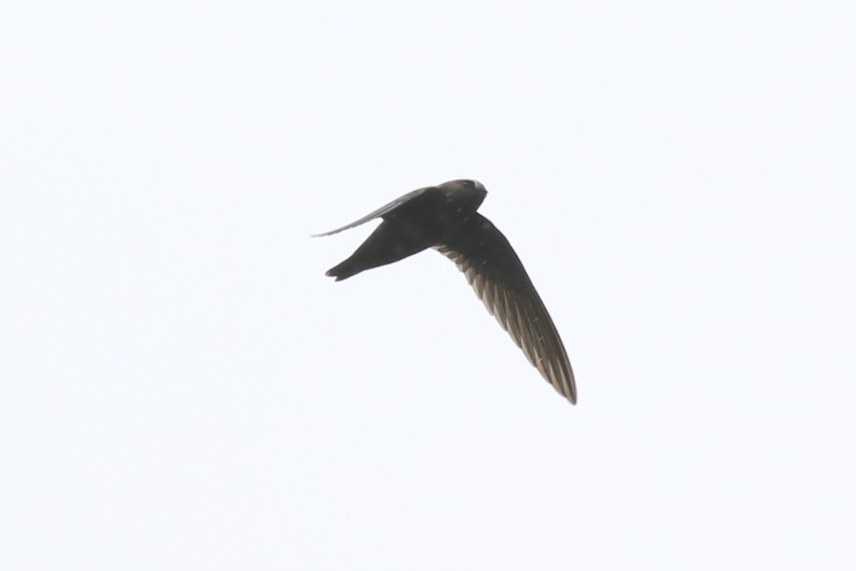 Black Swift - ML166178391