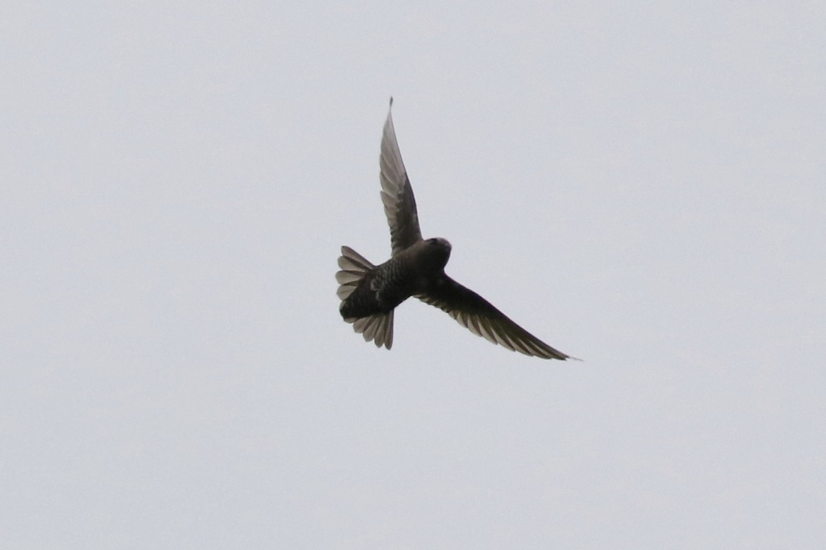 Black Swift - ML166178421