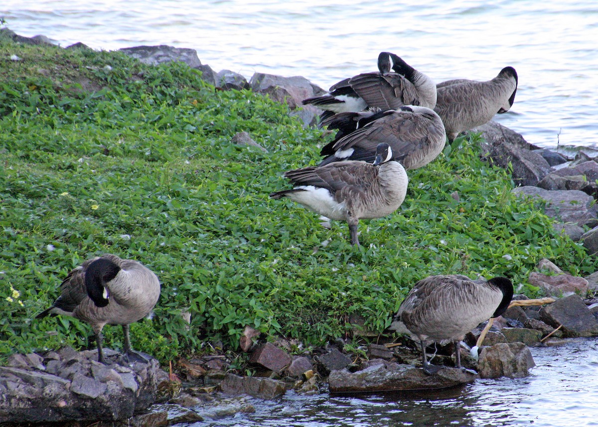 Canada Goose - Noreen Baker