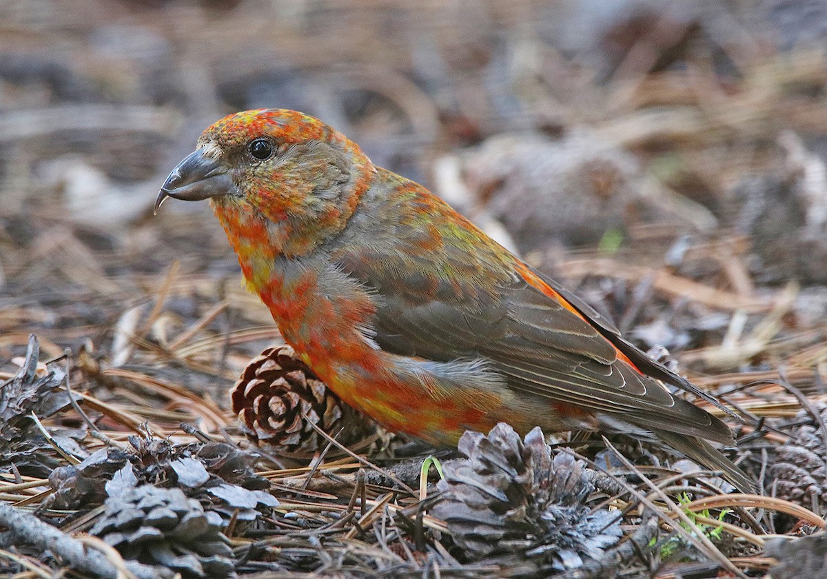 Cassia Crossbill - ML166179861