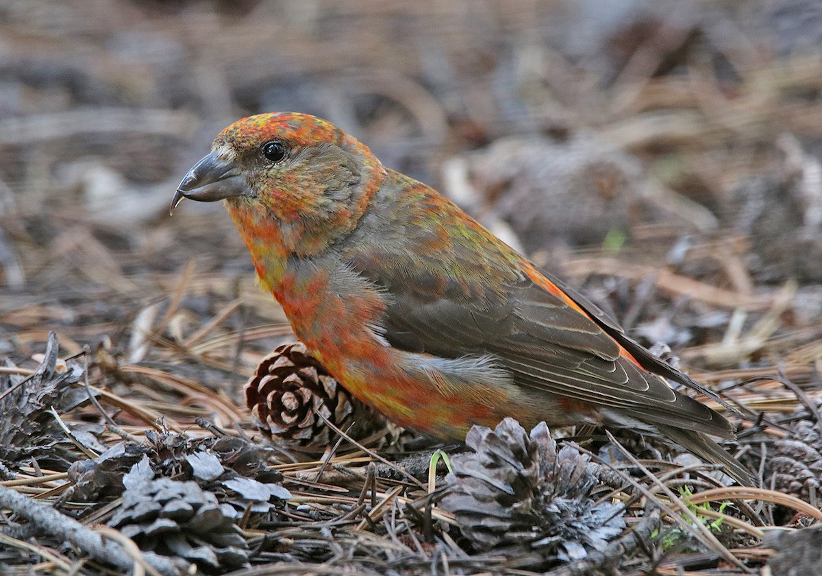 Cassia Crossbill - ML166179871