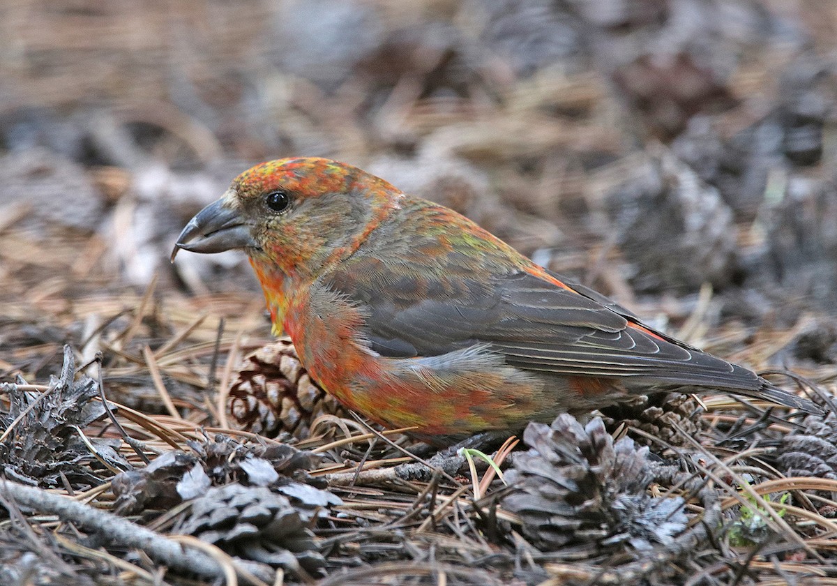 Cassia Crossbill - ML166179951