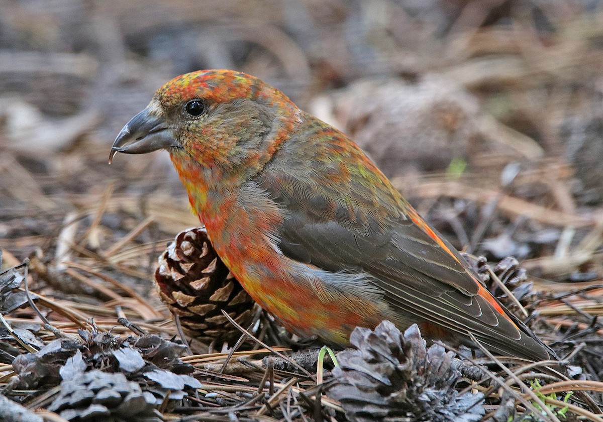 Cassia Crossbill - ML166179961