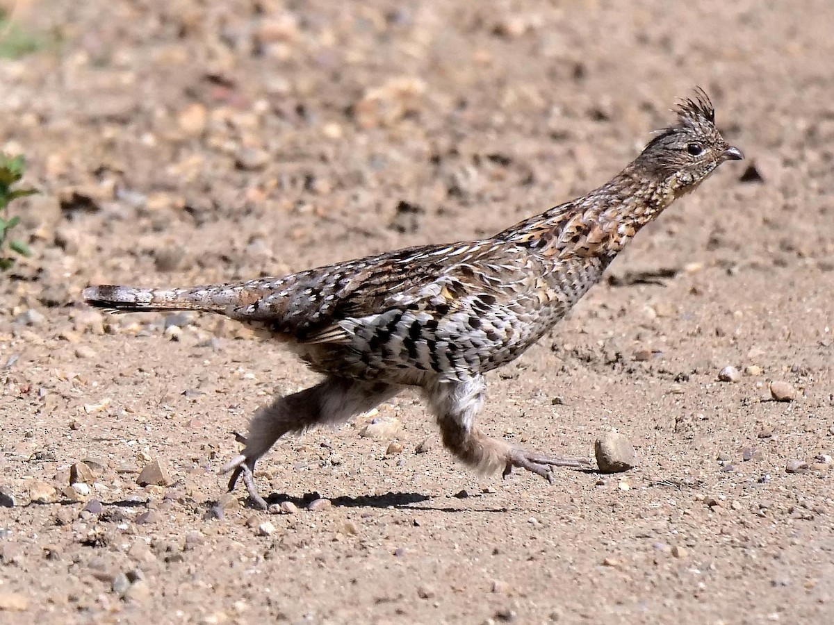 Ruffed Grouse - ML166180181