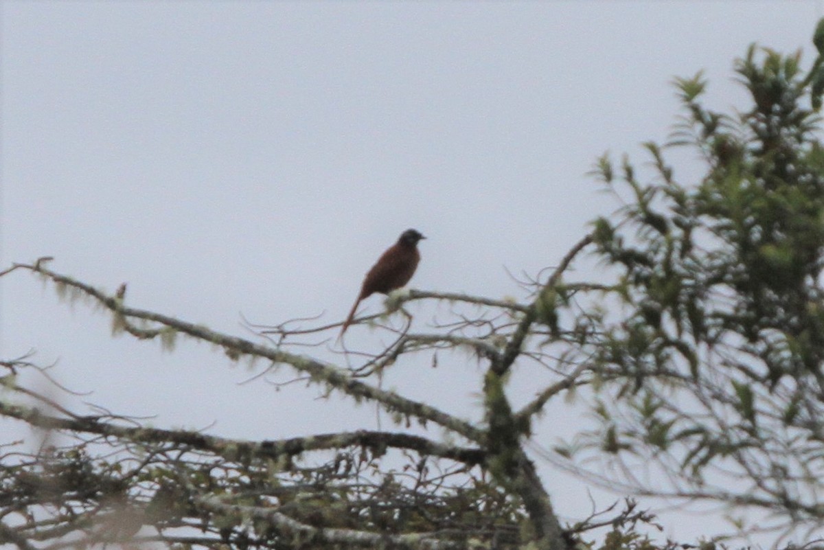 Wahnes's Parotia - ML166180851