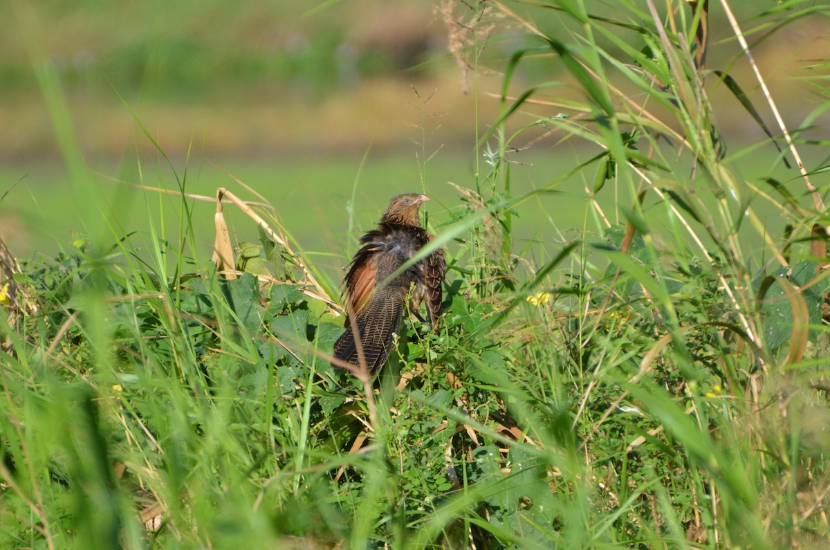 Lesser Coucal - ML166181581