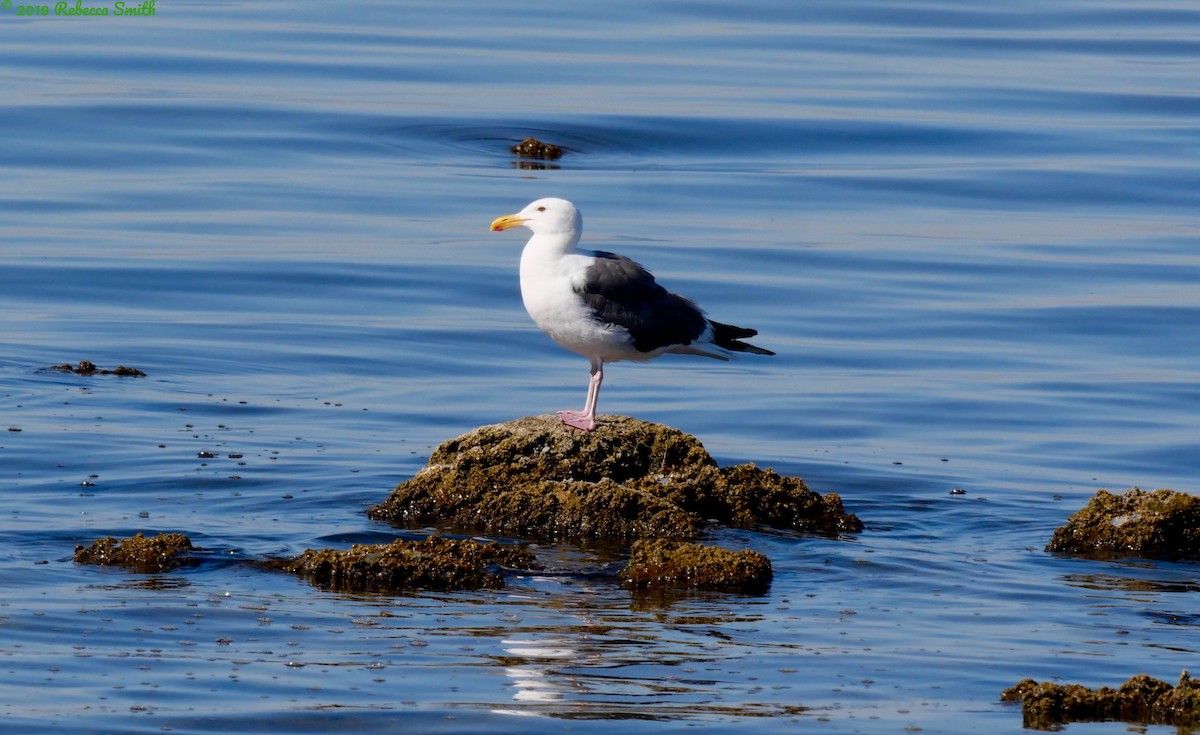 Goéland d'Audubon - ML166182191