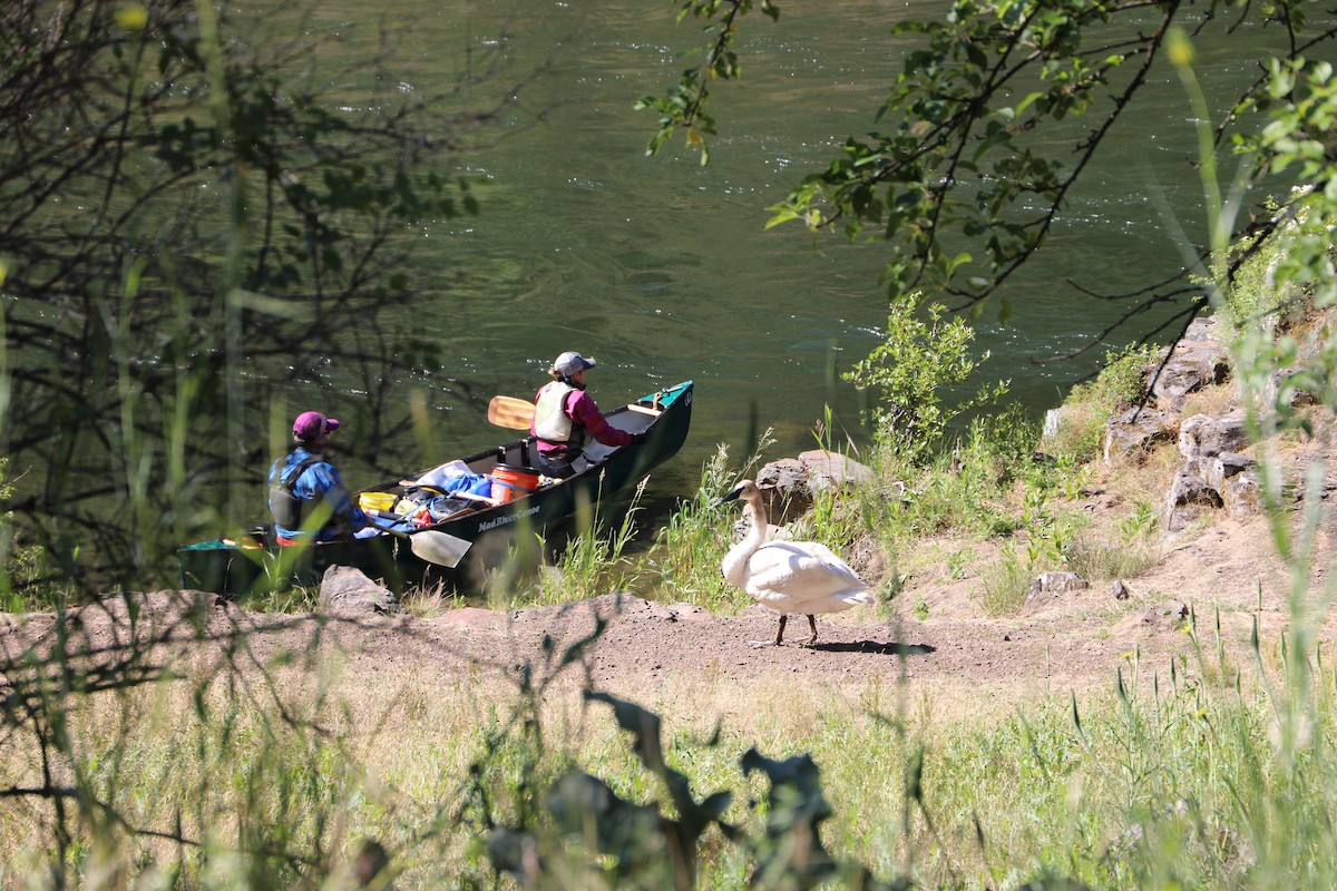 Trumpeter Swan - ML166184151