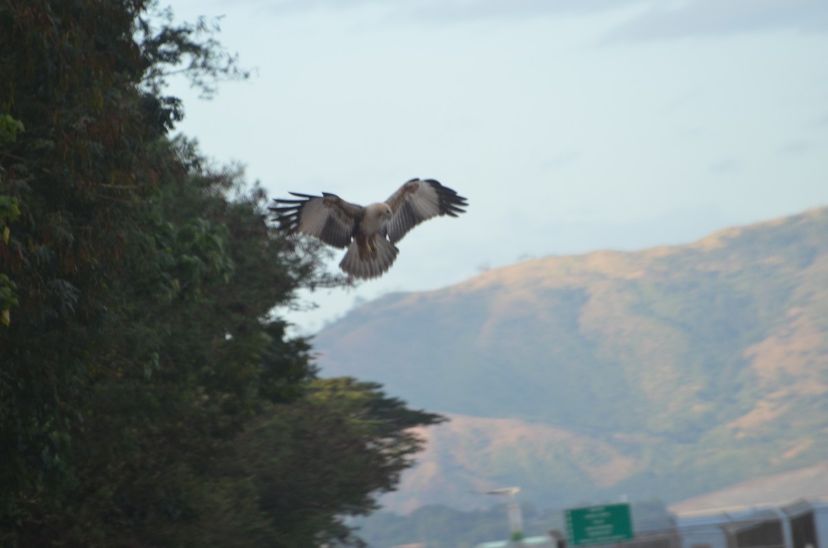 Brahminy Kite - ML166184601