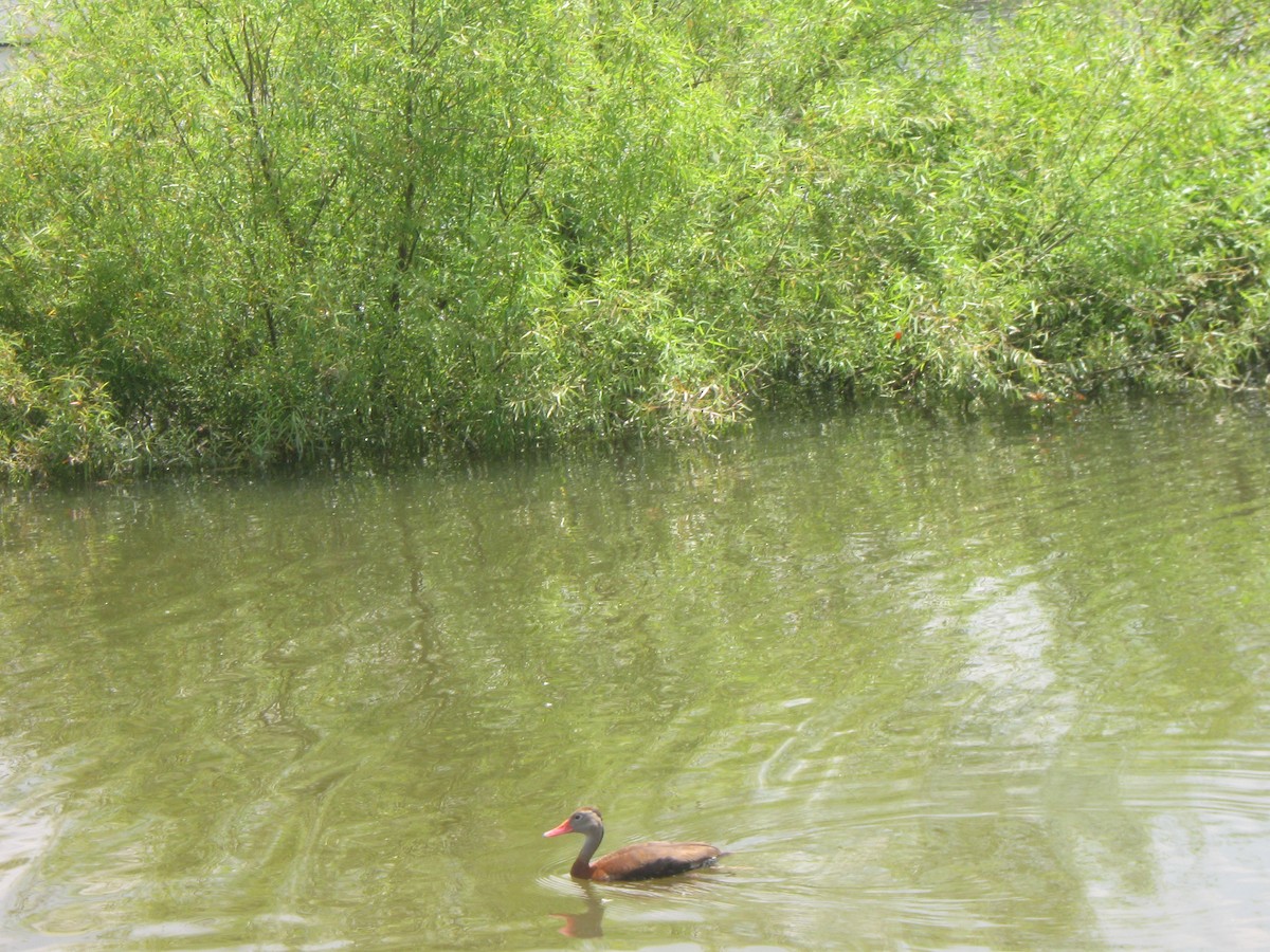 Black-bellied Whistling-Duck - ML166184621