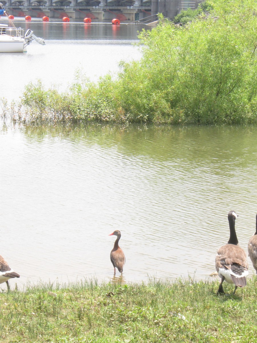 Black-bellied Whistling-Duck - ML166184741