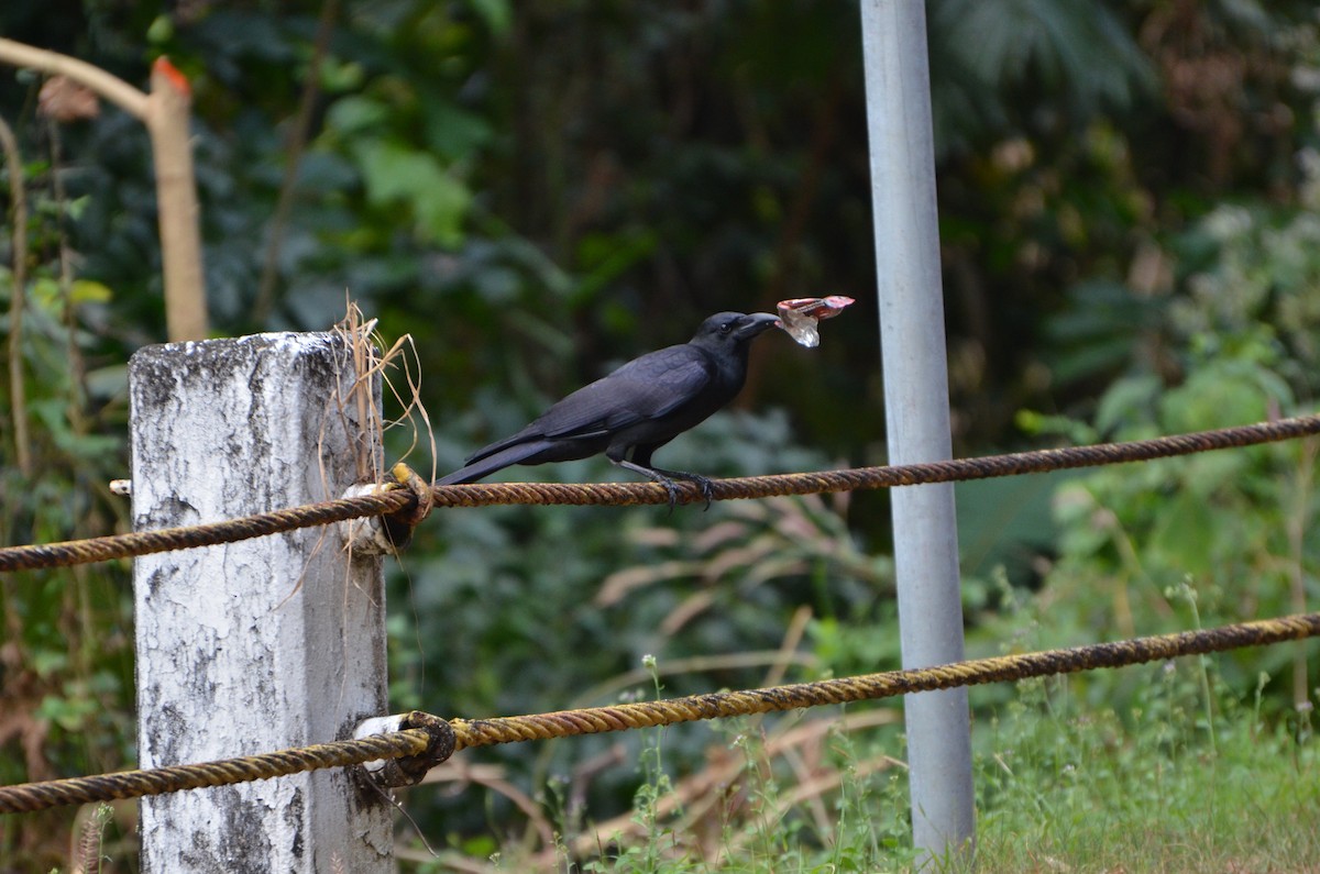 Large-billed Crow - ML166184781