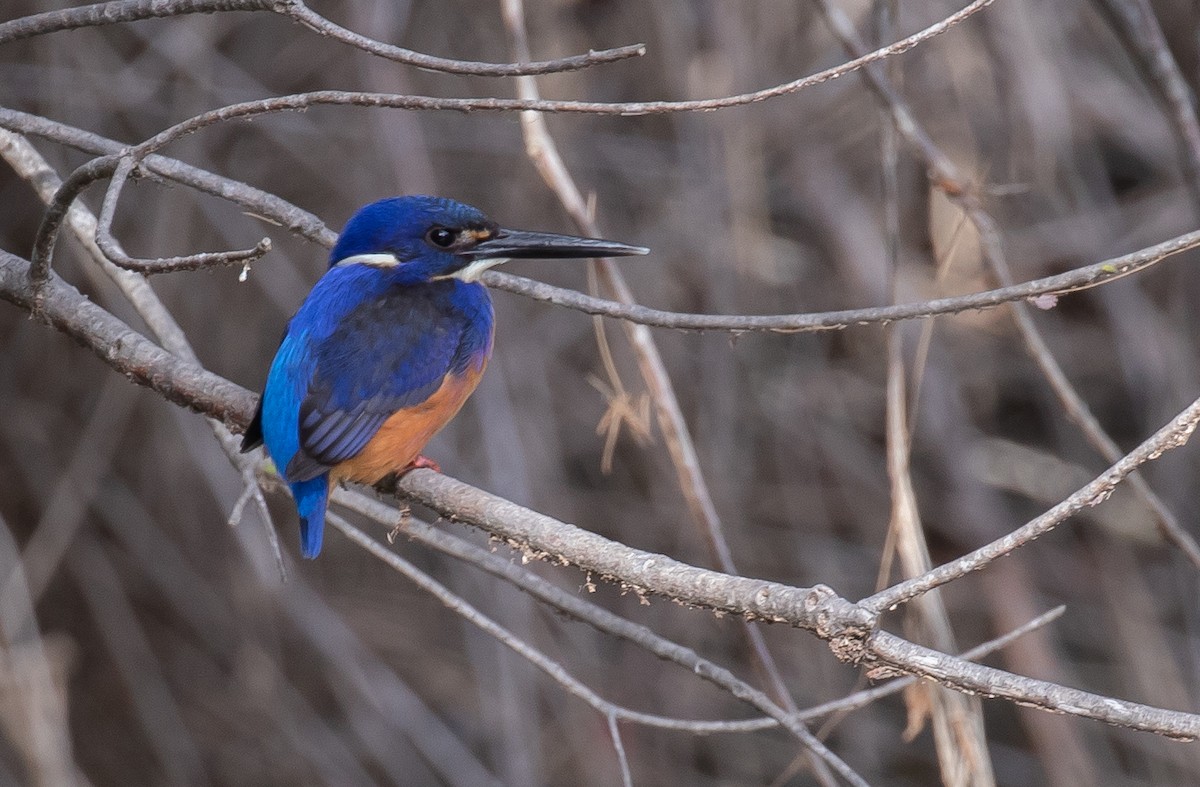 Azure Kingfisher - ML166184821