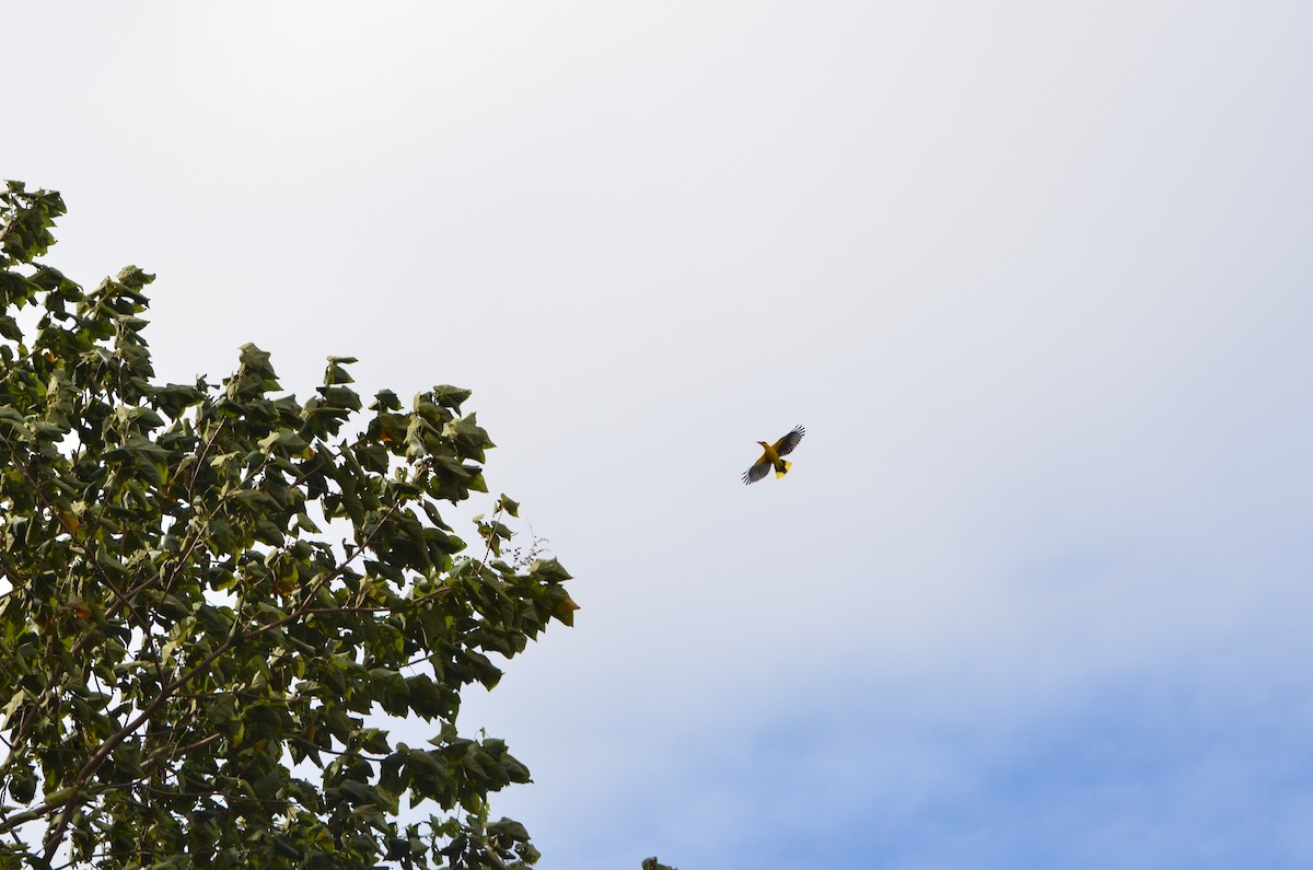 Black-naped Oriole - ML166184871