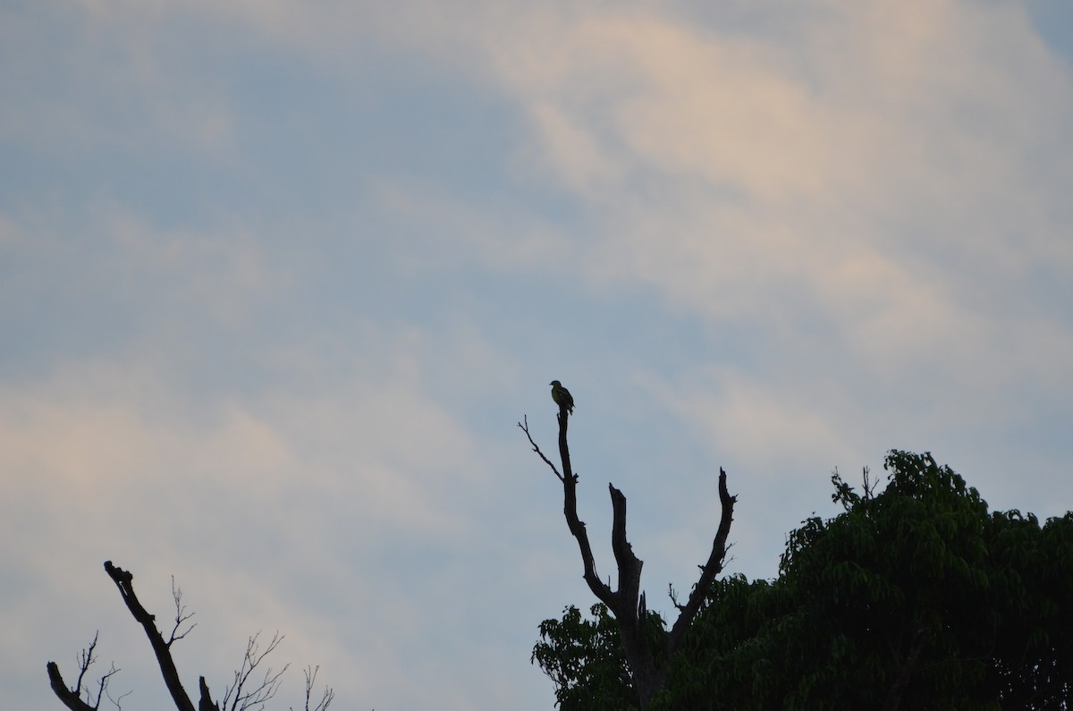 Philippine Green-Pigeon - ML166185061