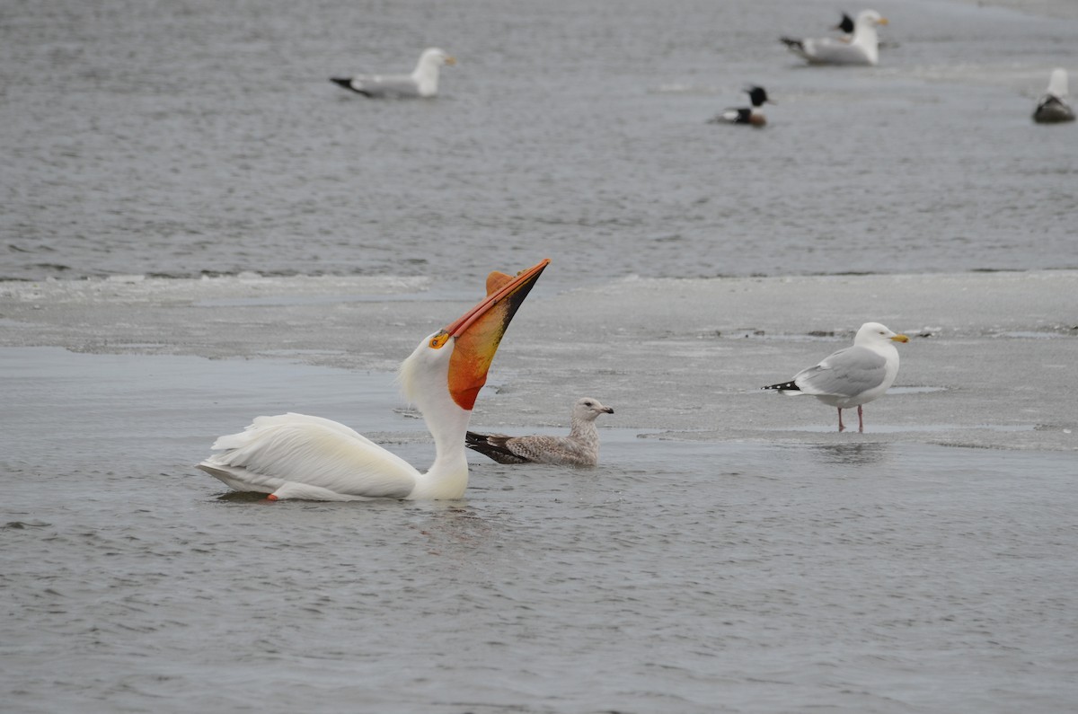 American White Pelican - ML166186851