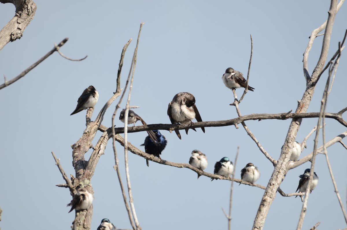 Purple Martin - ML166187541