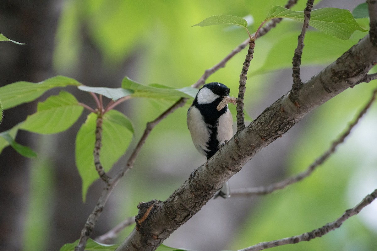 Japanese Tit - ML166188051