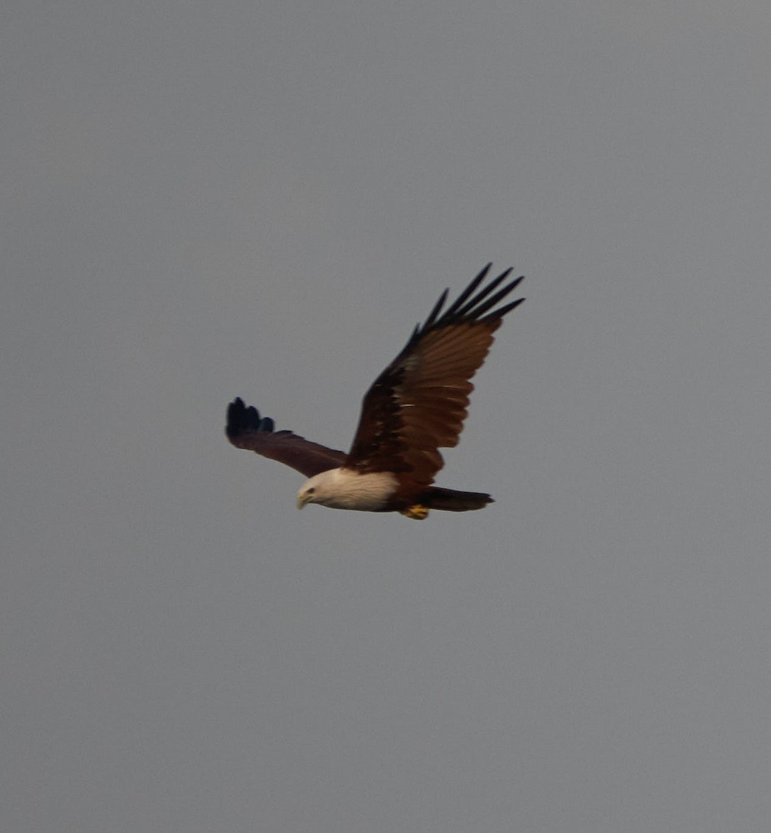 Brahminy Kite - Steven Cheong