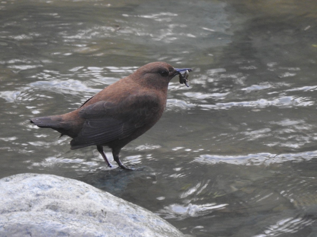 Brown Dipper - ML166189821