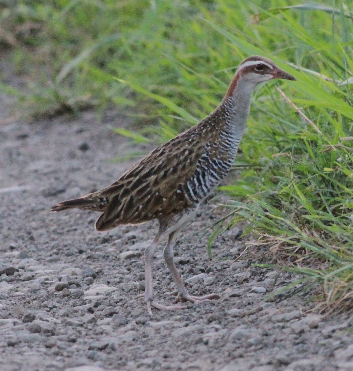 Buff-banded Rail - ML166190031