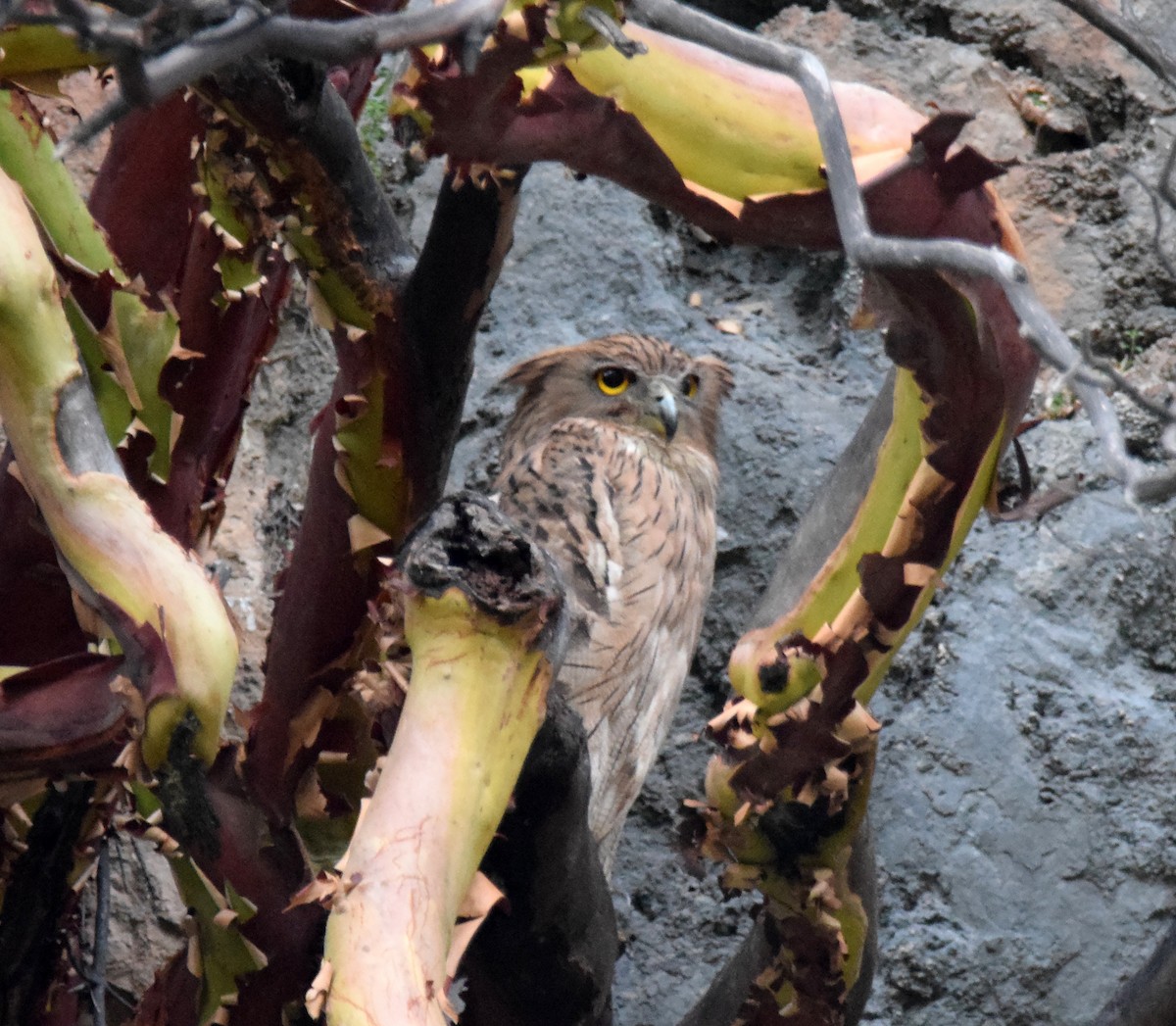 Brown Fish-Owl (Turkish) - A Emmerson