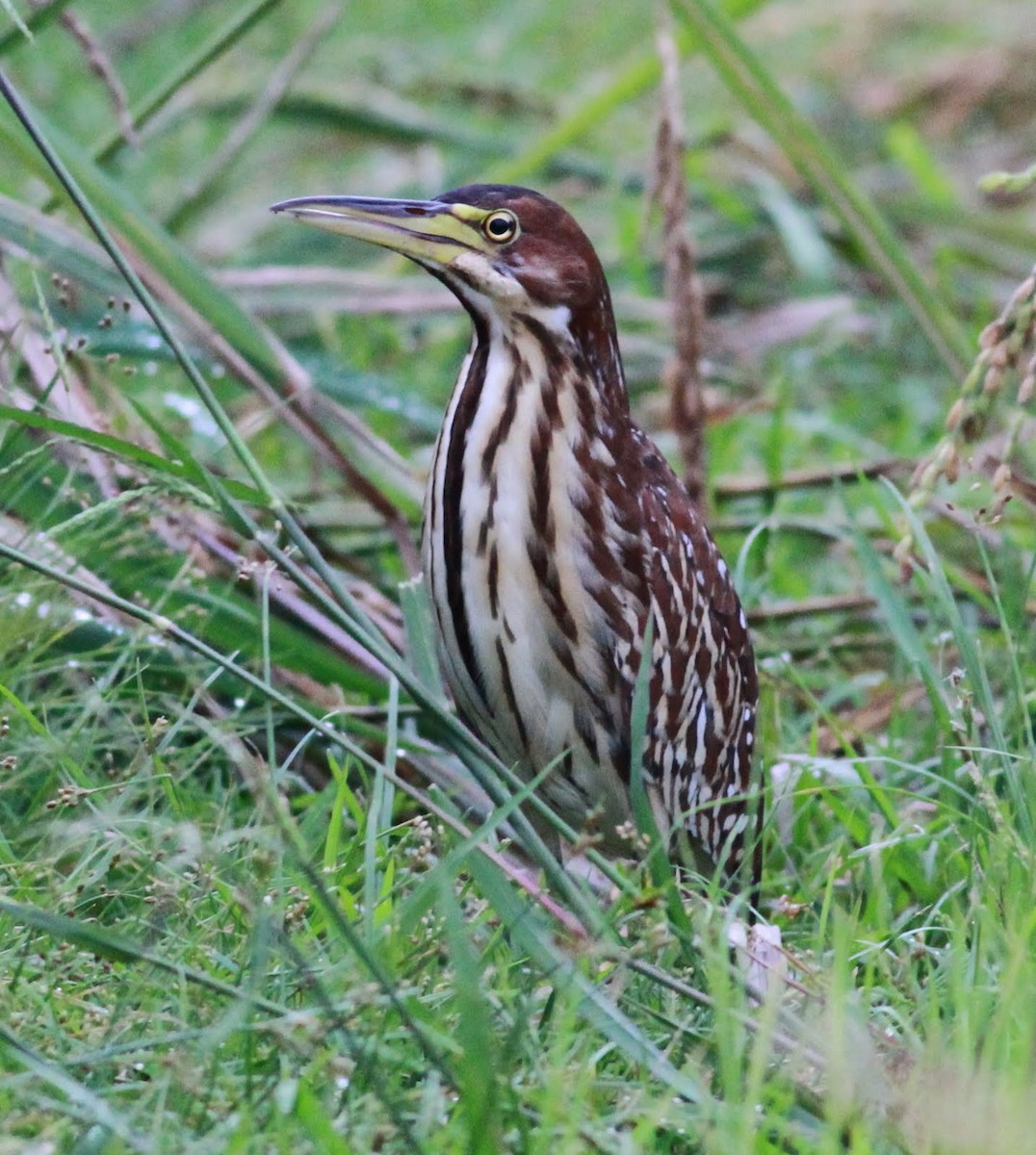 Schrenck's Bittern - ML166193561