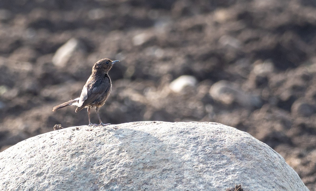 Brown-tailed Chat - ML166194201