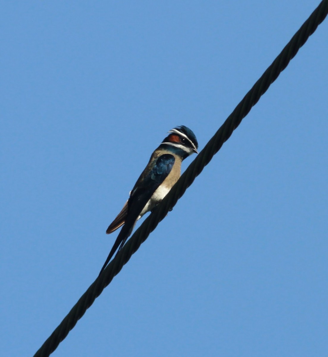 Whiskered Treeswift - ML166195101