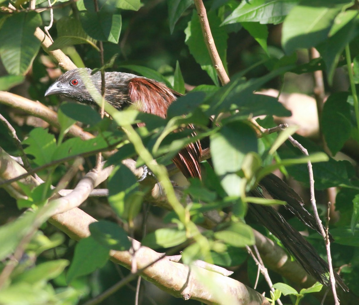 Coucal vert - ML166195181