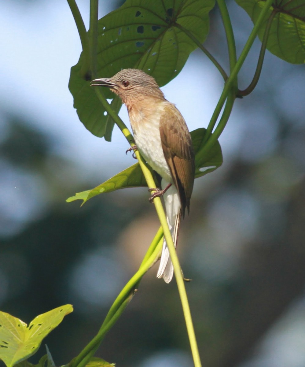 Bulbul des Philippines - ML166195201