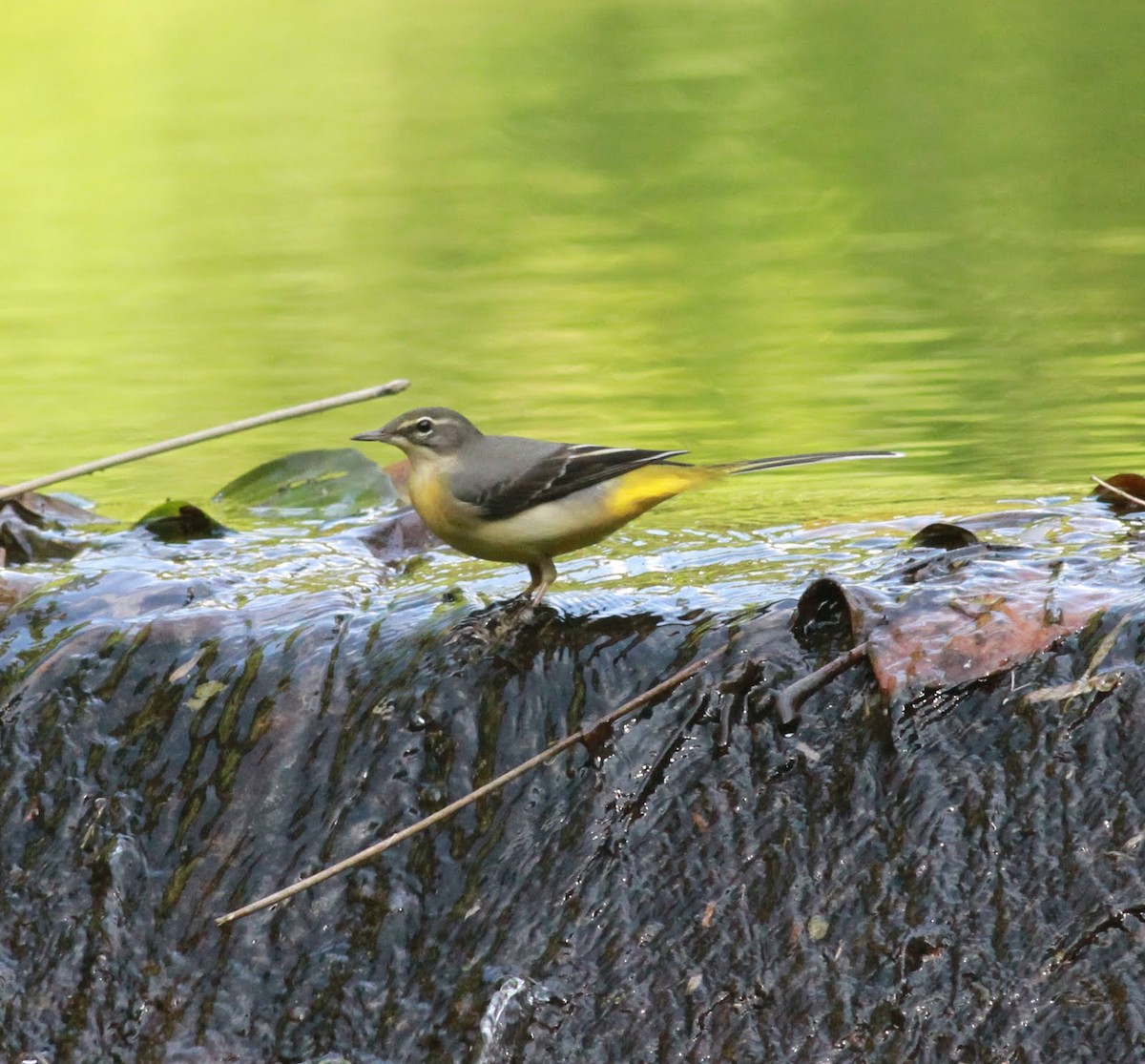 Gray Wagtail - ML166195231