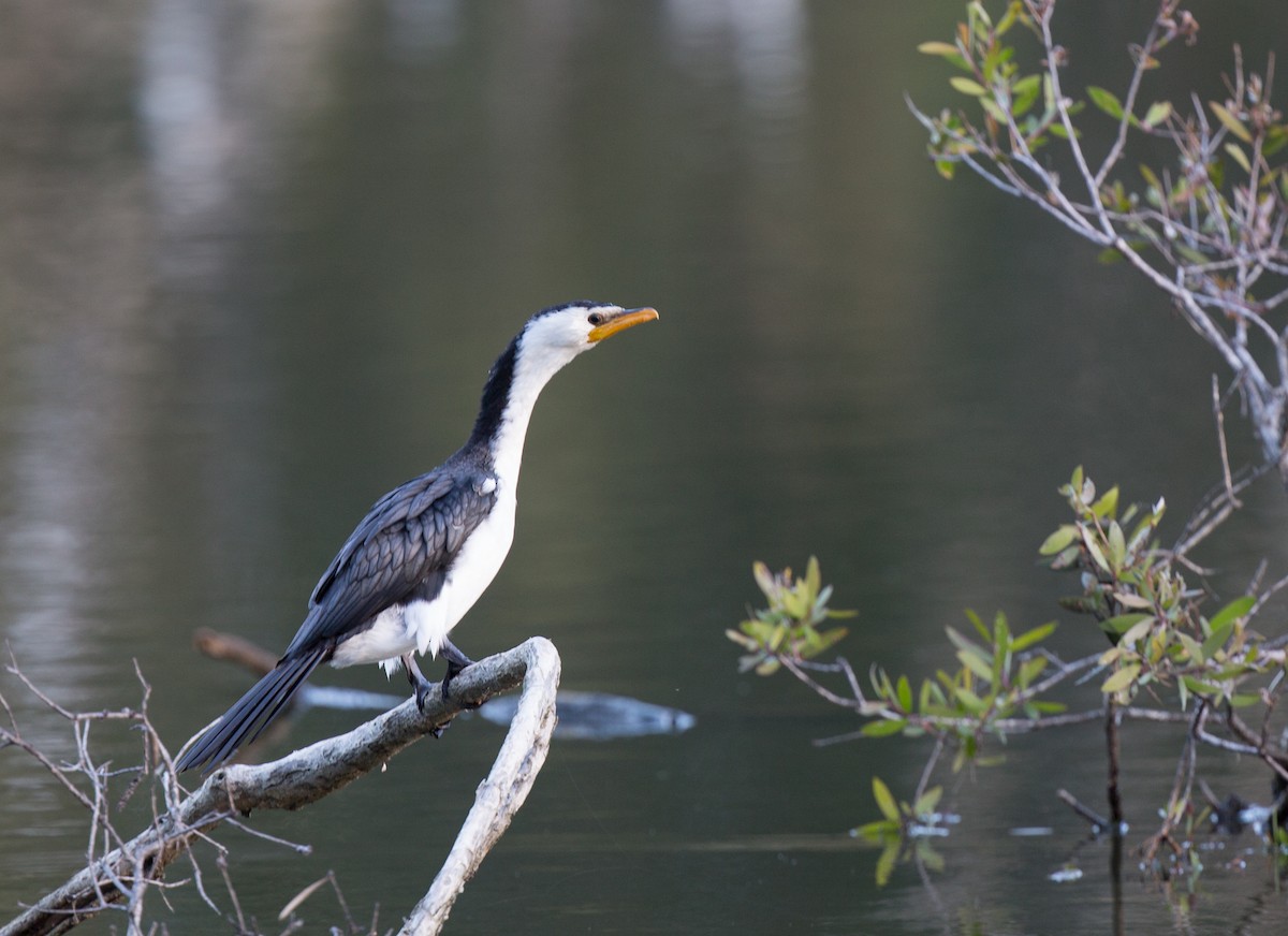 Little Pied Cormorant - ML166195751