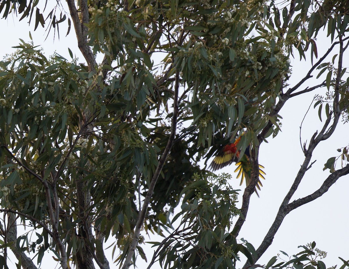 Rainbow Lorikeet - Geoff Dennis