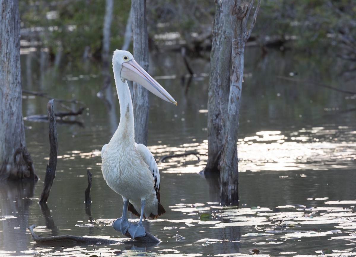 Australian Pelican - Geoff Dennis