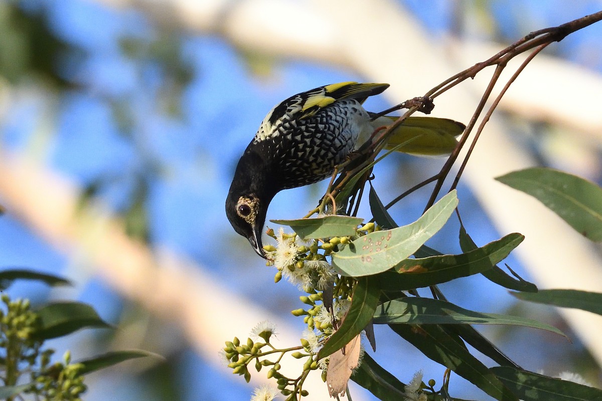 Regent Honeyeater - Deborah Metters