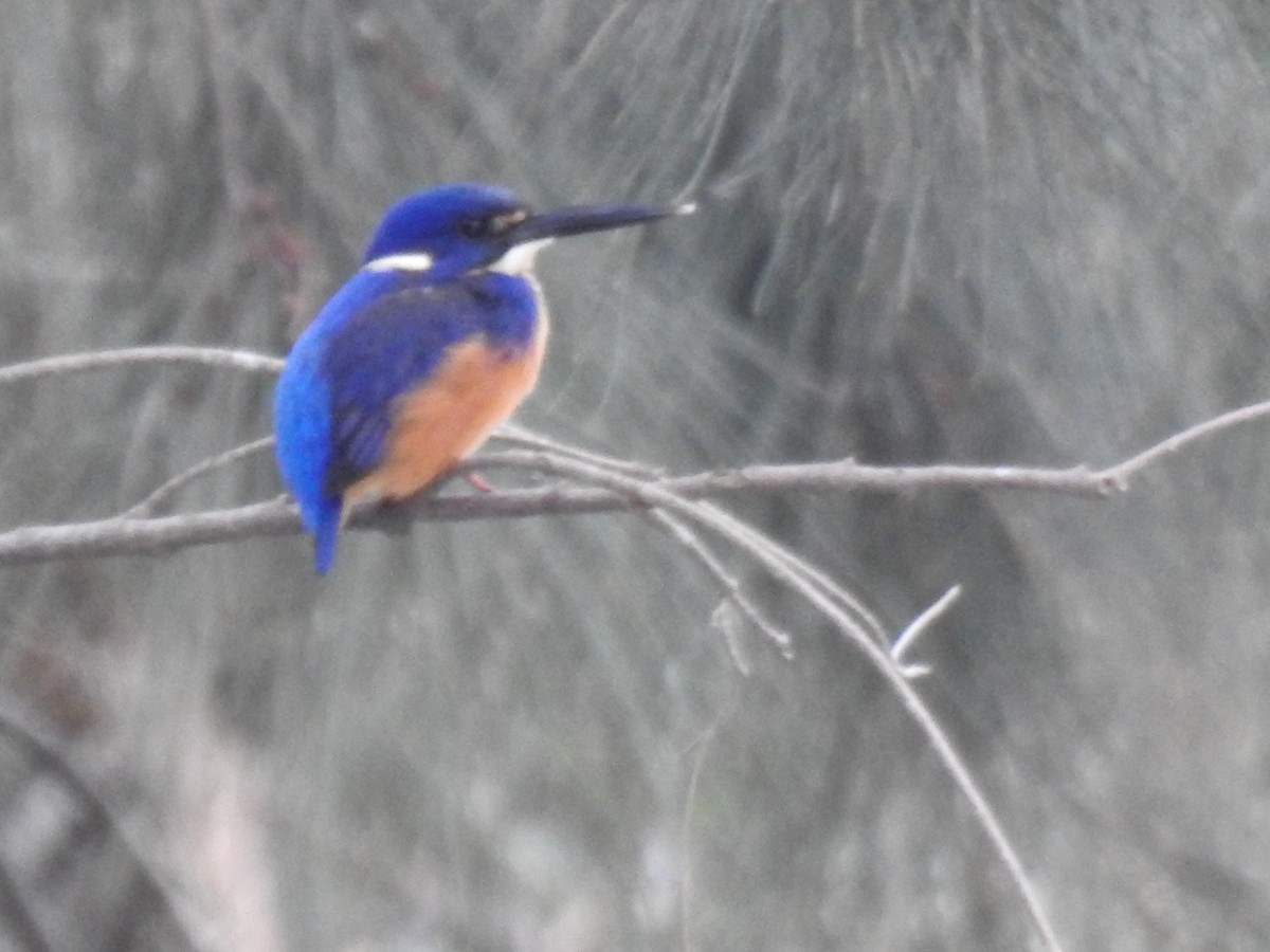 Azure Kingfisher - ML166197051